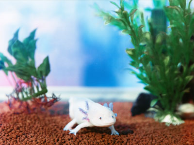 Aquarium Size for Axolotls