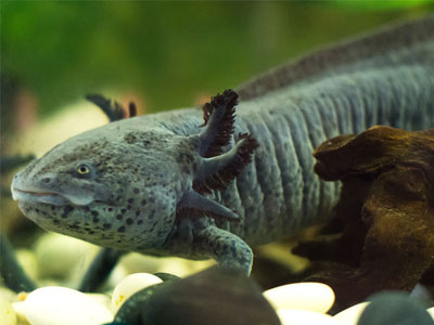 Axolotl Care