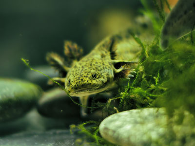 axolotl out of water