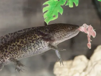 What do Axolotls Eat in the Wild?
