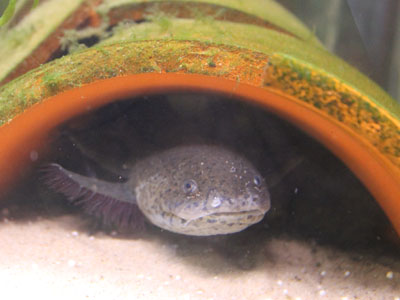 How Long Do Axolotls Sleep Axolotl Nerd