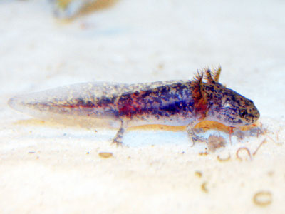 Baby Axolotl Care