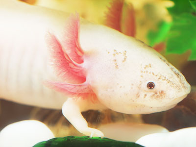 Where do Axolotls Live in the Wild?