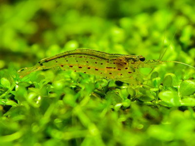 Amano Shrimp