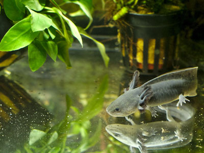 Setting Up Axolotl Aquarium - Tank Size, Filter, Plants, Decor & More