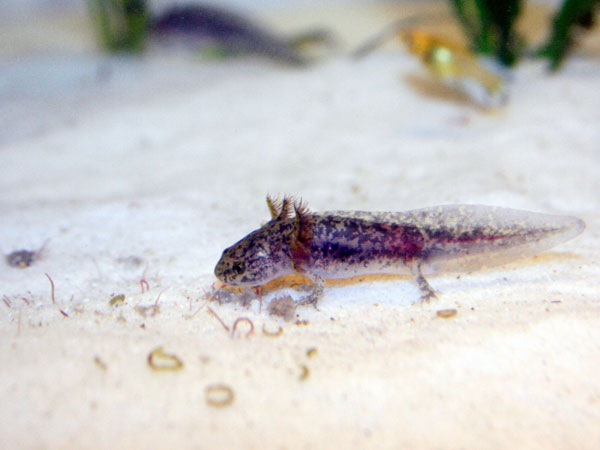 Baby Axolotl Feeding The Ultimate Guide Axolotl Nerd