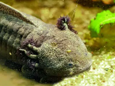 Axolotl Krankheiten, Parasiten & Behandlungen