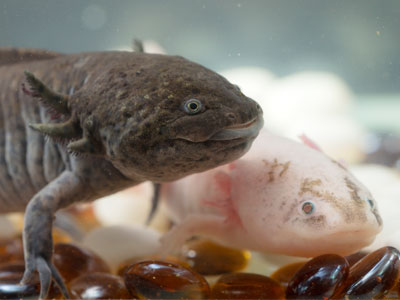 Best Axolotl Tank Mates - Animals Compatible with Axolotls - Axolotl Nerd