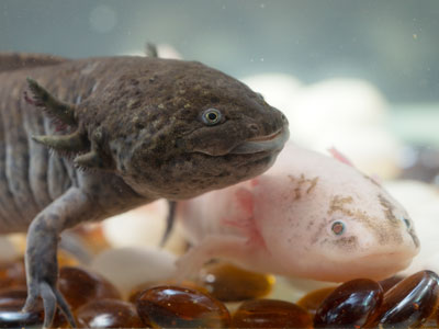 axolotl and fish together