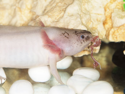 Axolotls - Feeding