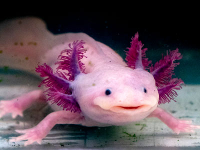 Haben Axolotls Zähne