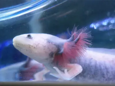 Can Axolotls Jump Out of Tank?