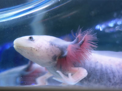 Can Axolotls Jump Out of Tank? - Axolotl Nerd