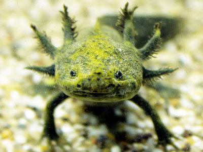 How Long do Axolotls Live For?