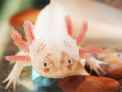 Do Axolotls Make Noise?