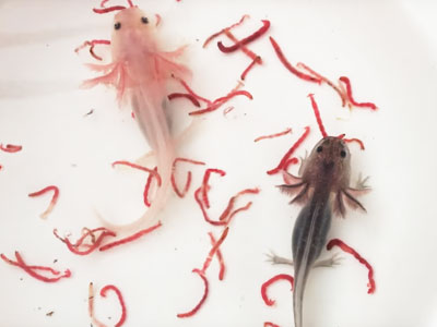 Feeding Baby Axolotl