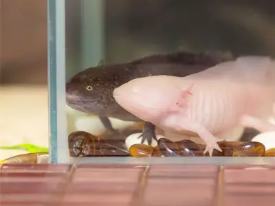 How to Cool Axolotl Aquarium Water?