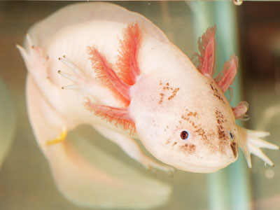 How do Axolotls Breathe?