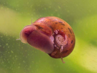 Ramshorn Snail