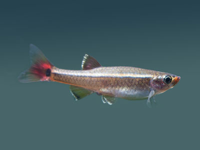 White Cloud Mountain Minnows