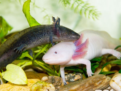 Axolotl Breeding Guide How To Breed Axolotls In Aquariums Axolotl Nerd