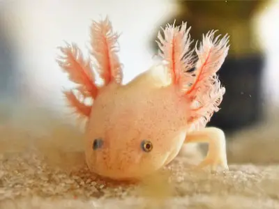 How Axolotl Regeneration Works?
