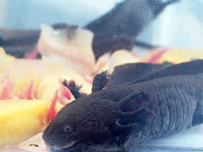 gfp leucistic axolotl