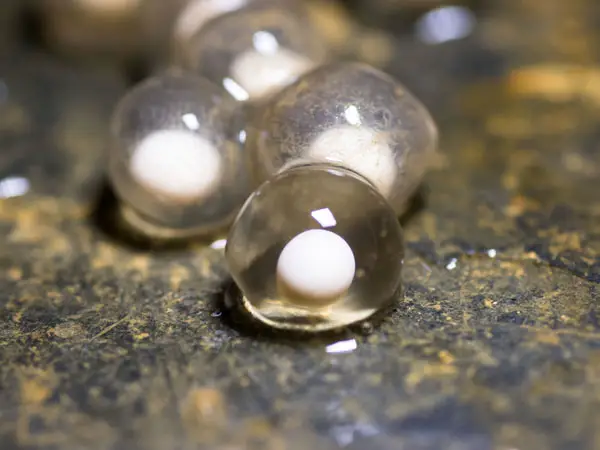 How Long Does It Take for Axolotl Eggs to Hatch  