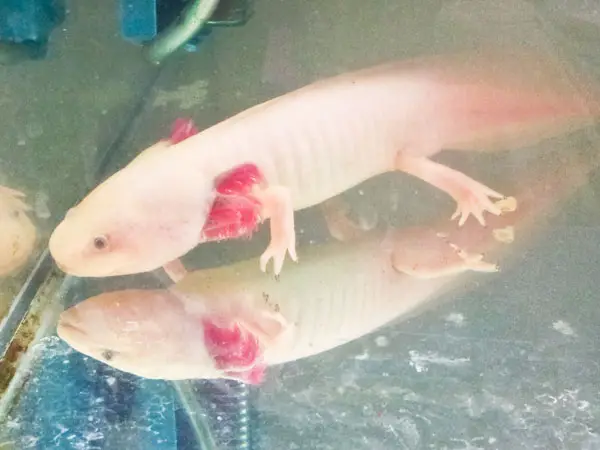 Why My Axolotl Is Not Eating Axolotl Nerd