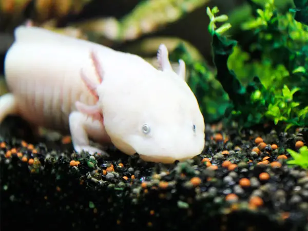 What Is The Best Water Temperature For Axolotls Axolotl Nerd