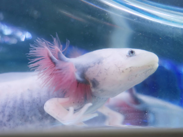 How Much Do Axolotls Cost Axolotl Nerd