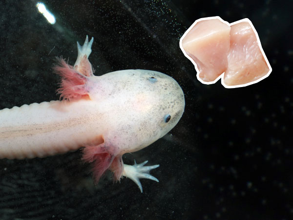 Can Axolotls Eat Chicken Meat Axolotl Nerd 3405