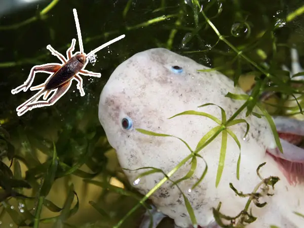 Can Axolotls Eat Crickets? - Axolotl Nerd