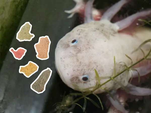 Can Axolotls Eat Fish Food Things You Should Consider Axolotl Nerd