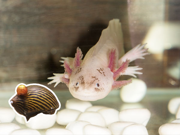 Can Axolotls Eat Snails? Things You Should Consider - Axolotl Nerd