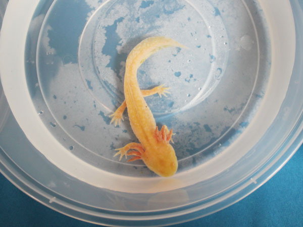 Axolotl Shedding Skin/Slime coat?  : Newts and Salamanders  Portal