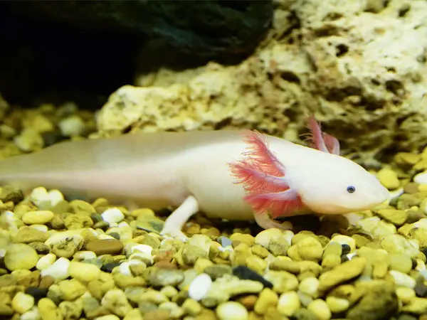 What Is The Best Substrate For Axolotls Axolotl Nerd