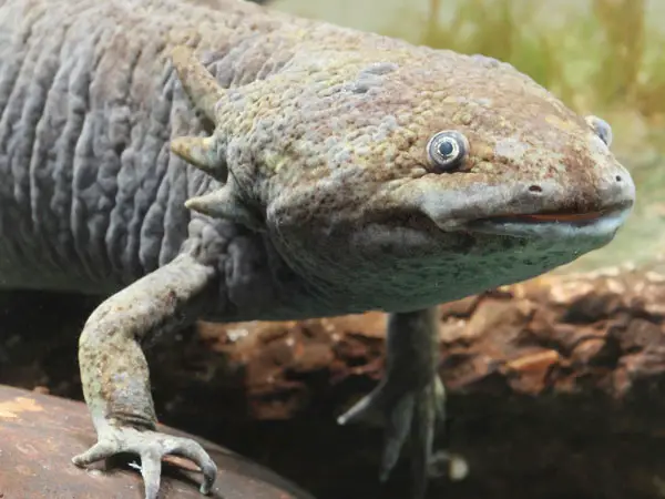 NOURRISSAGE DE MES AXOLOTLS - EUBLEPHARIS 