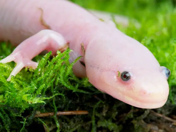 Axolotl Transformation  