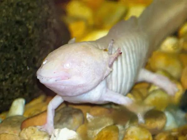 Is My Axolotl Sick? 6 Signs Your Axolotl is Sick - Axolotl Nerd