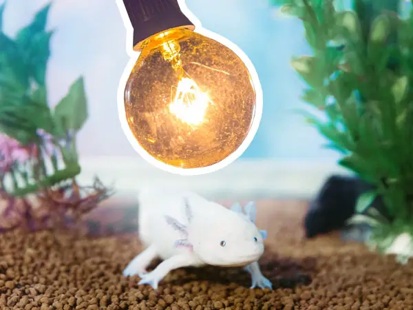 axolotl night light