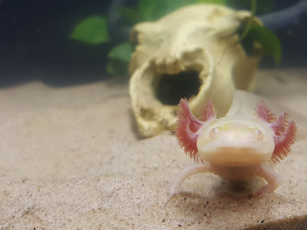 Best Tank Size For Axolotls 5 Things To Consider Axolotl Nerd