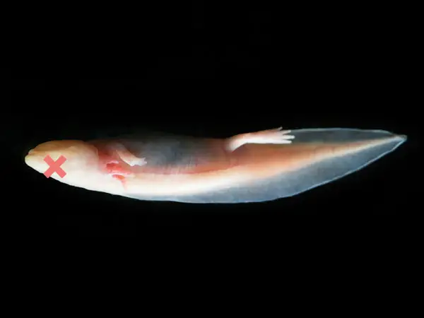 Warum stirbt mein Axolotl? 8 häufigsten Gründe