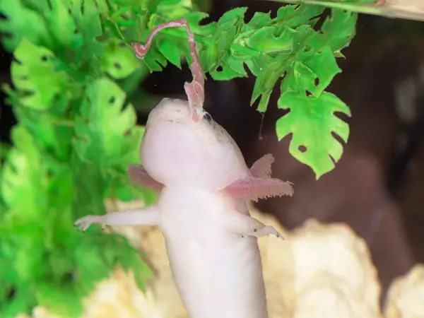 Axolotls - Feeding