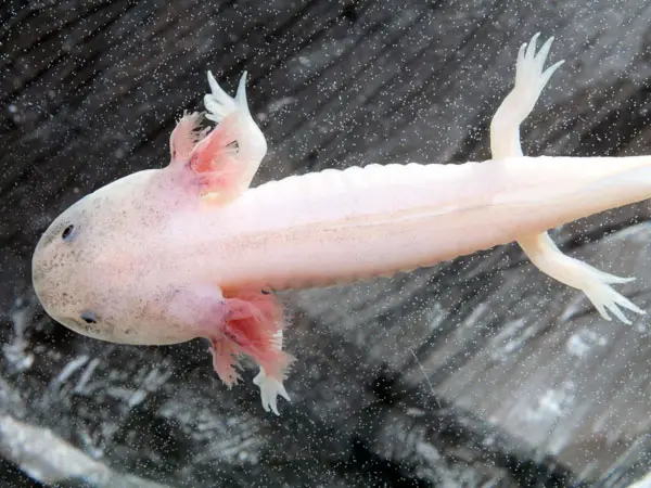 Baby Axolotl Feeding The Ultimate Guide Axolotl Nerd