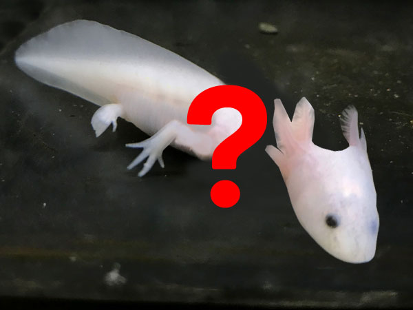 Can An Axolotl Regrow Its Head Axolotl Nerd