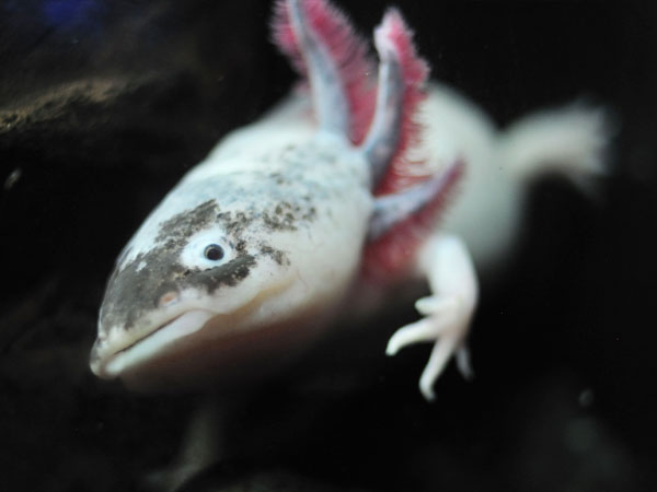 Are Axolotls Dangerous To Humans Axolotl Nerd