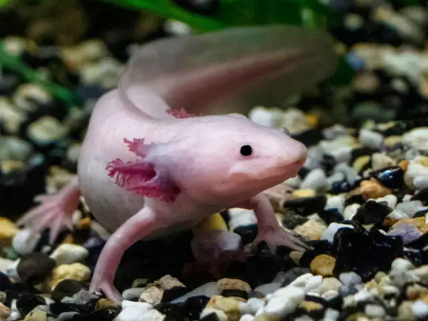 Do Axolotls Die Easily 5 Things To Consider 5 Things To Consider Axolotl Nerd