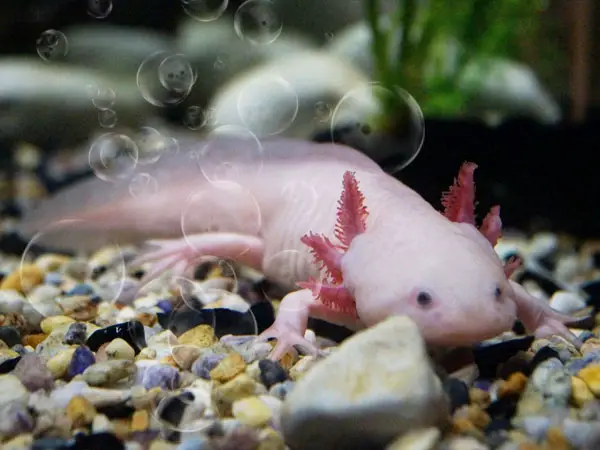 Do Axolotls Need An Air Pump Axolotl Nerd