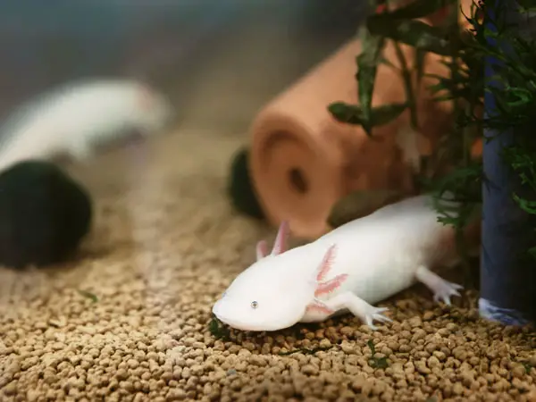 how to take care of your pet axolotl